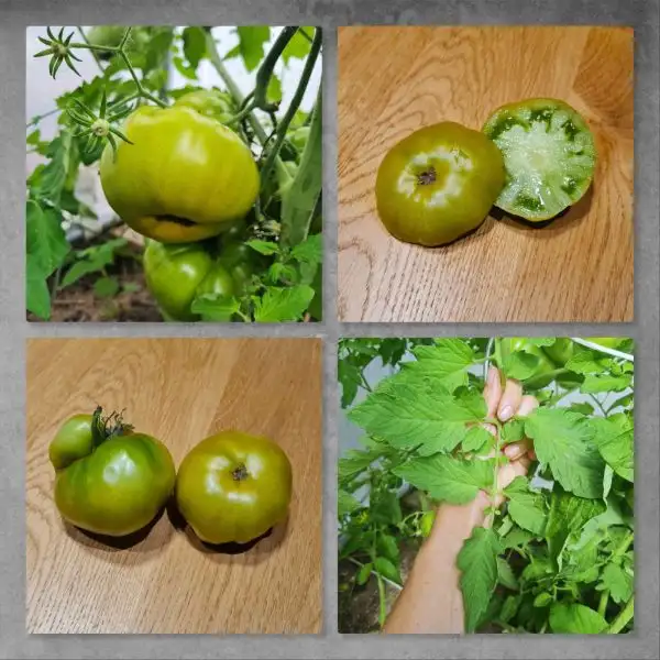 Tomaten: Aunt Cecil