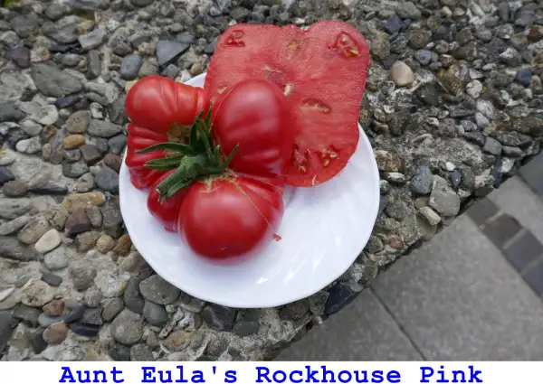 Tomaten: Aunt Eula’s Rockhouse Pink