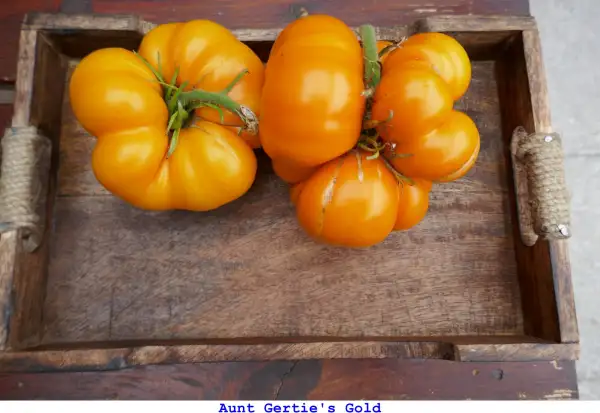 Tomaten: Aunt Gertie’s Gold