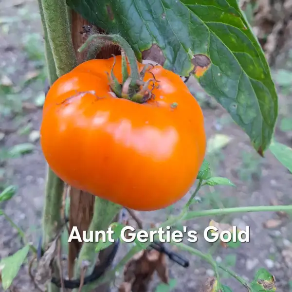 Tomaten: Aunt Gertie