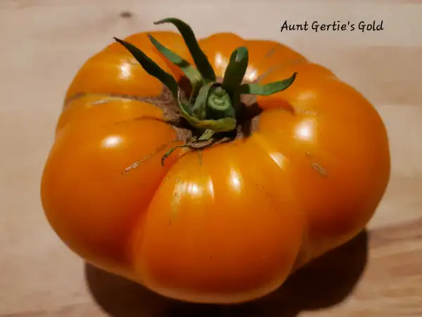 Tomaten: Aunt Gertie´s Gold