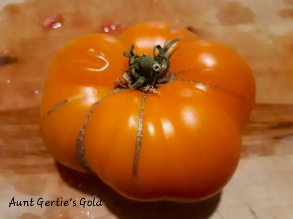 Tomaten: Aunt Gertie´s Gold