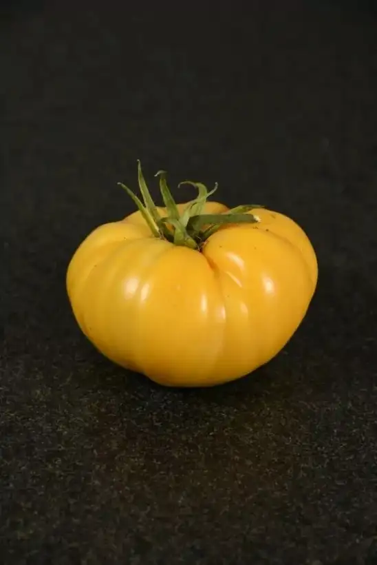 Tomaten: Aunt Gerties gold