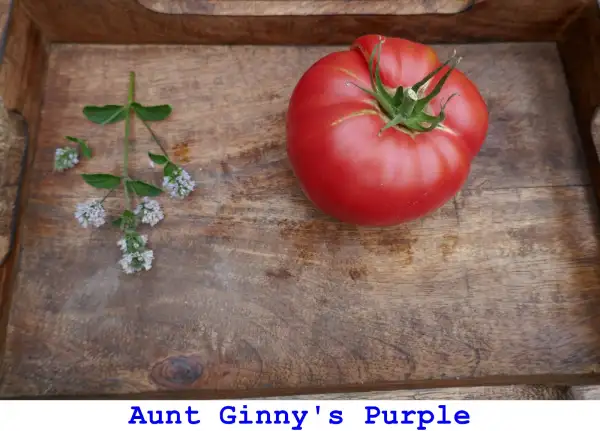 Tomaten: Aunt Ginny’s Purple