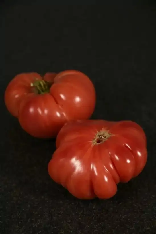 Tomaten: Aunt Ginny`s Purple