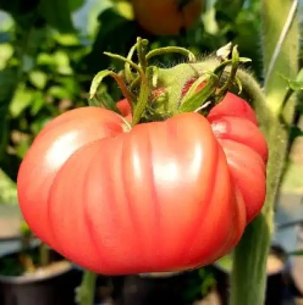 Tomaten: Aunt Lou`s Underground