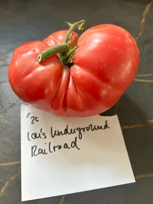 Tomaten: Aunt Lous Underground Railroad