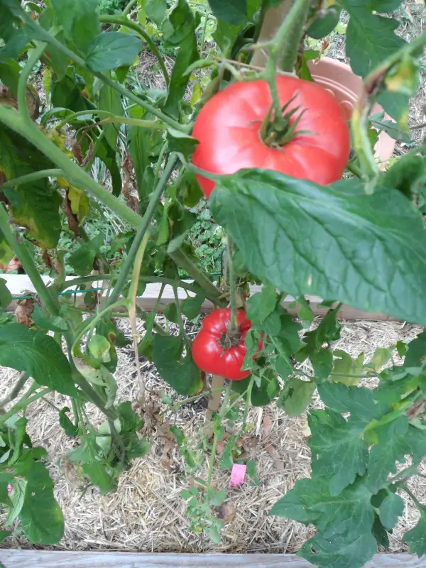 Tomaten: Aunt Lous Underground Railroad ( Kat# 2402 )
