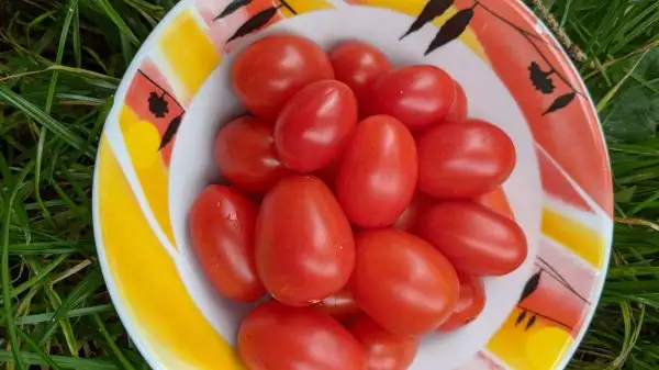 Tomaten: Aunt Madge’s