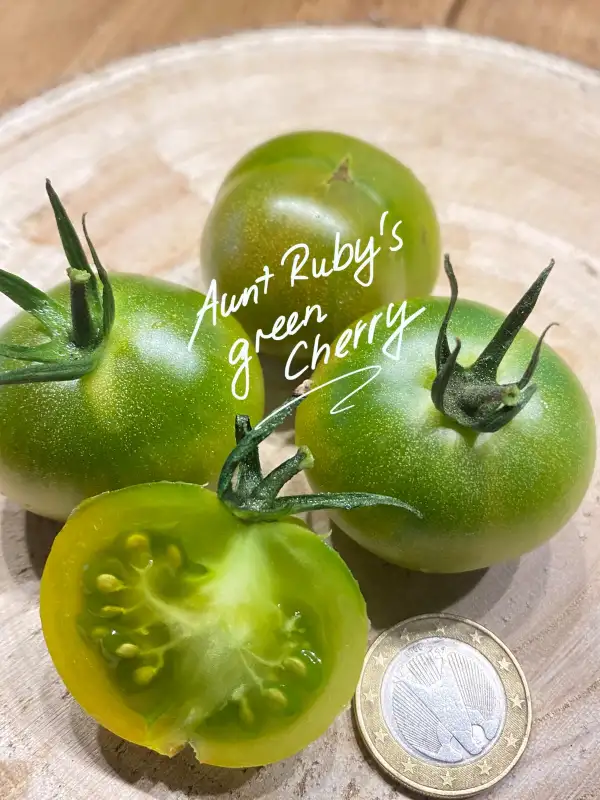 Tomaten: Aunt Rubies Green Cherry