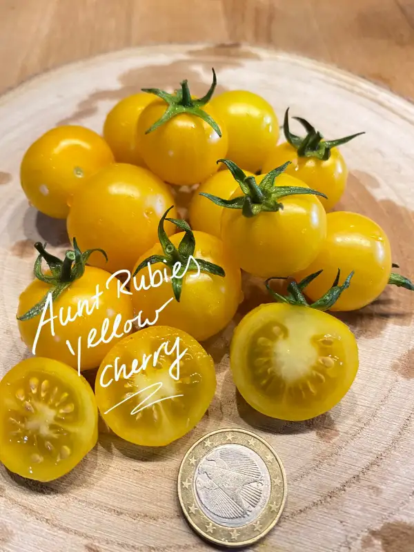 Tomaten: Aunt Rubies yellow Cherry