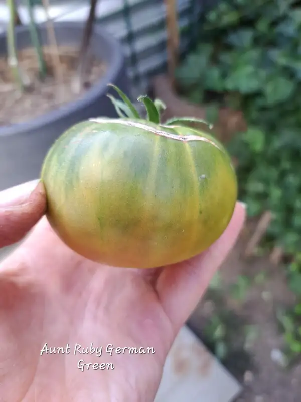 Tomaten: Aunt Ruby German Green 2025