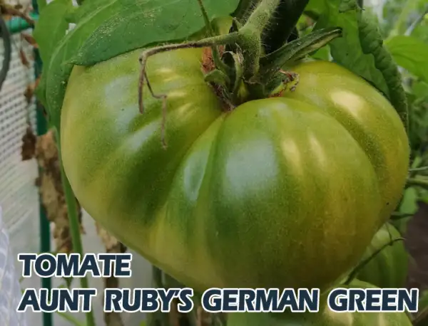Tomaten: Aunt Ruby`s German Green