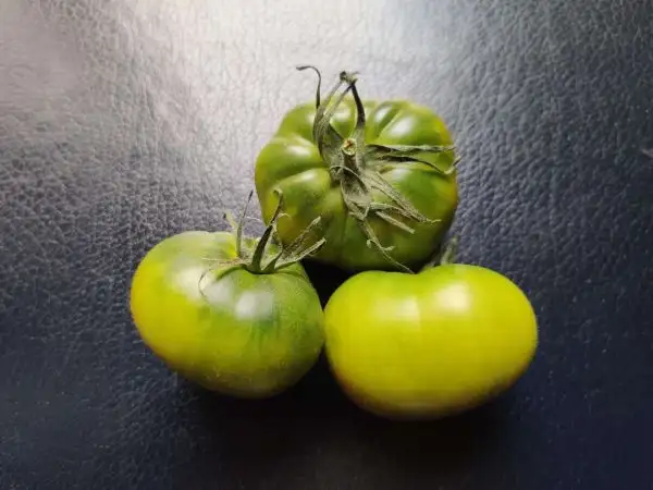 Tomaten: Aunt Ruby’s German Green