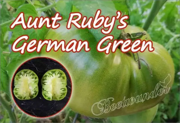 Tomaten: Aunt Ruby