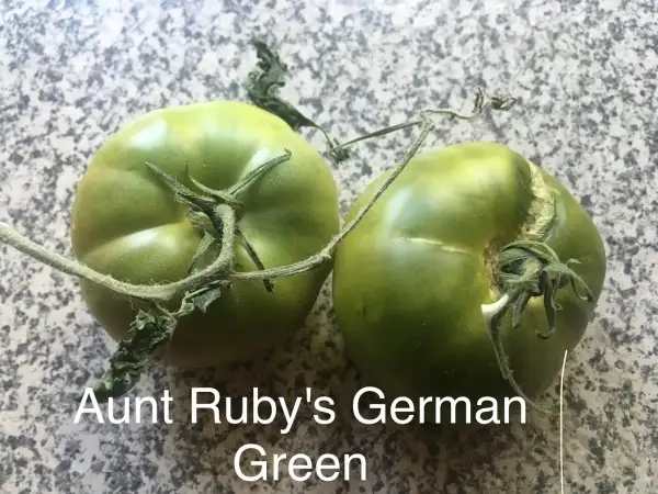 Tomaten: Aunt Ruby