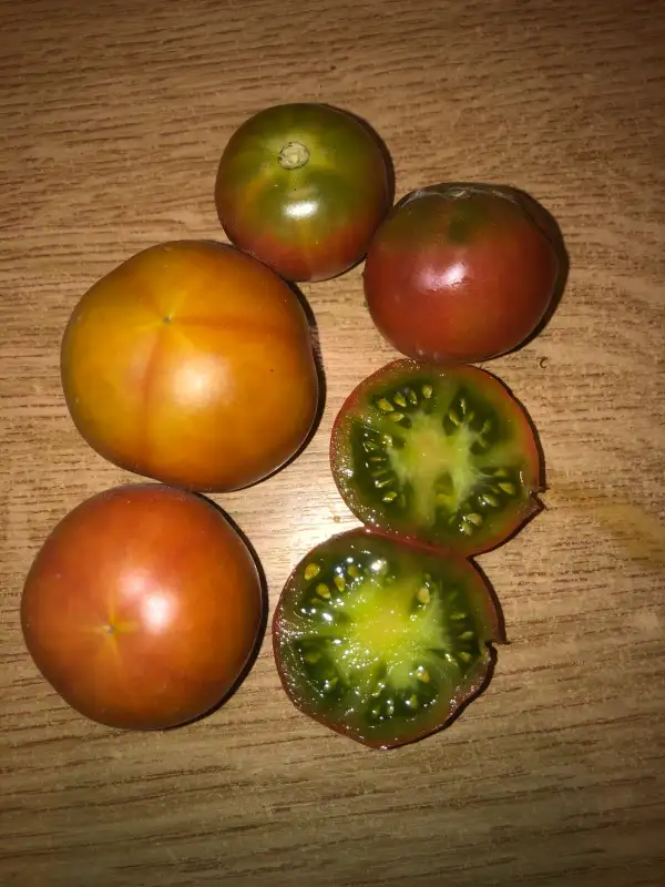 Tomaten: Aunt Ruby