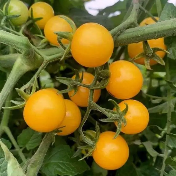 Tomaten: Aunt Ruby’s Yellow Cherry