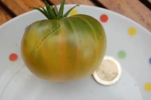 Tomaten: Aunt Rubys German Green