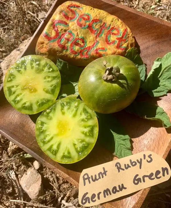 Tomaten: Aunt Rubys German Green