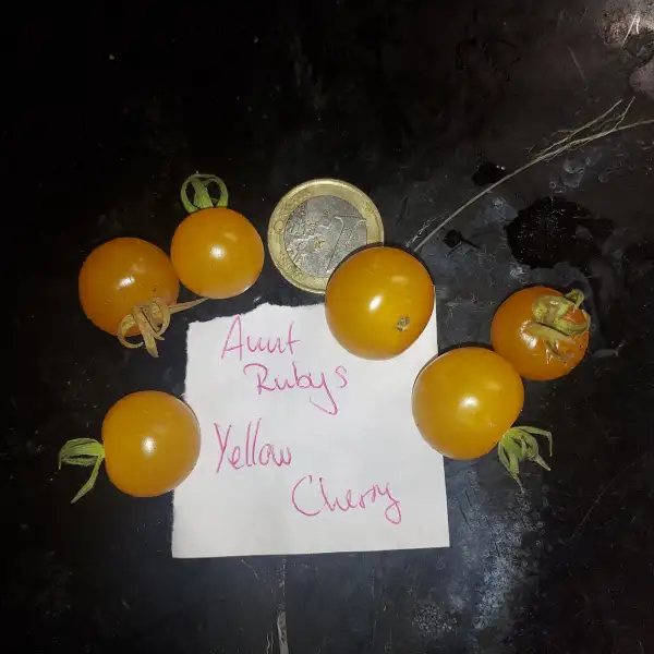 Tomaten: Aunt Rubys Yellow Cherry