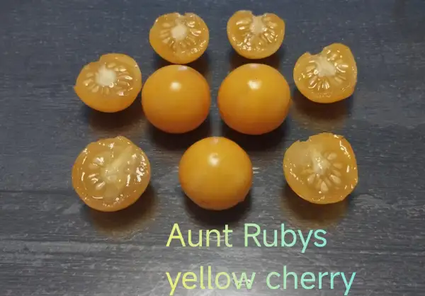 Tomaten: Aunt Rubys Yellow Cherry