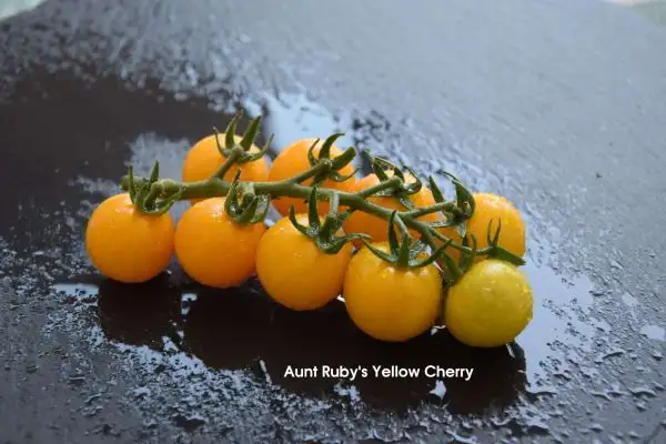 Tomaten: Aunt Rubys Yellow Cherry