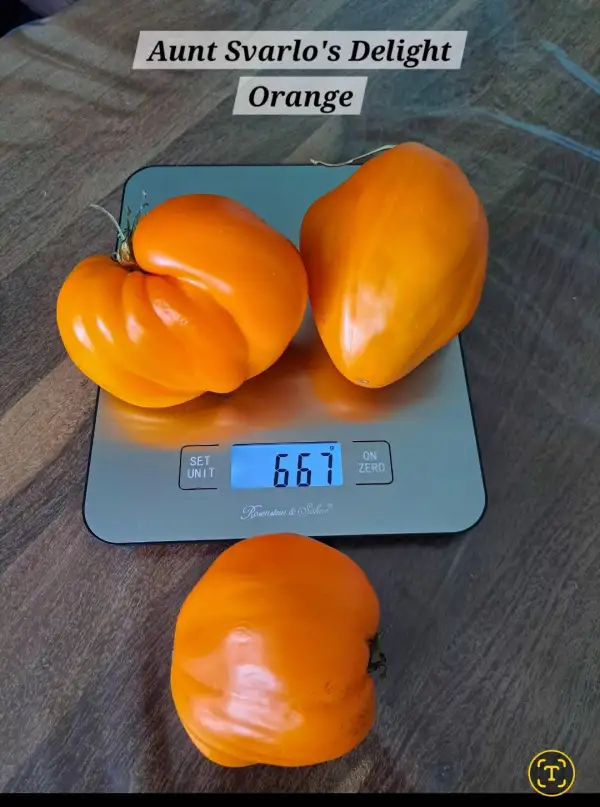 Tomaten: Aunt Swarlo
