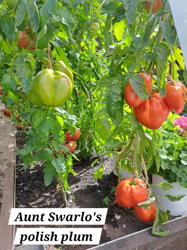 Tomaten: Aunt Swarlo