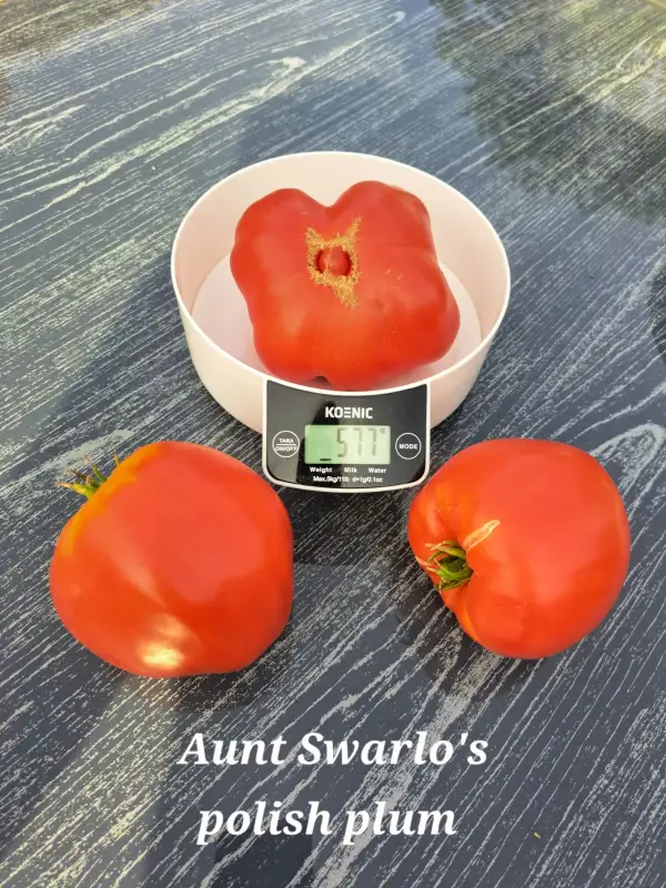 Tomaten: Aunt Swarlo