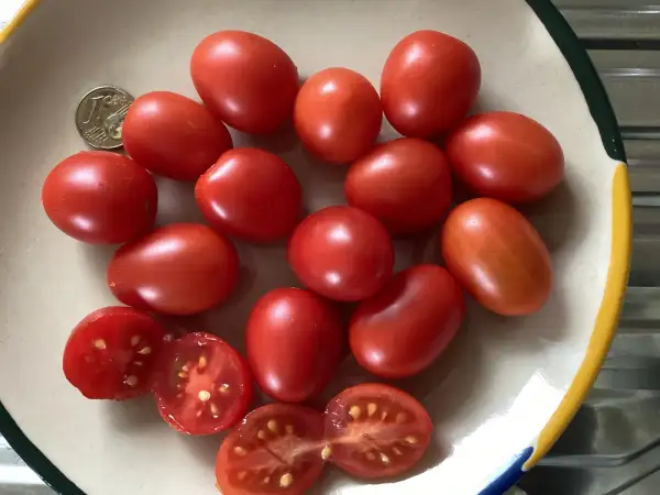 Tomaten: Auntie Madge’s Plum