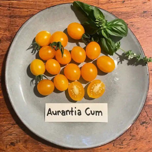 Tomaten: Aurantia Cum     Demeter