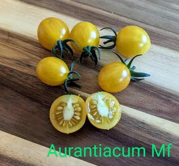 Tomaten: Aurantiacum