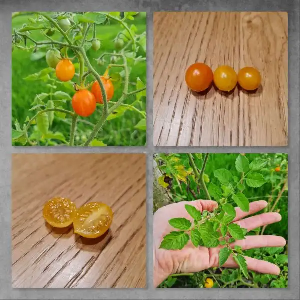 Tomaten: Aurantiacum