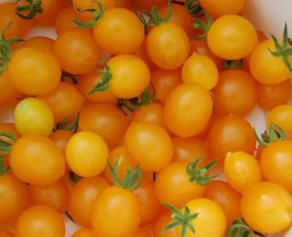 Tomaten: Aurantiacum (Wildtomate)