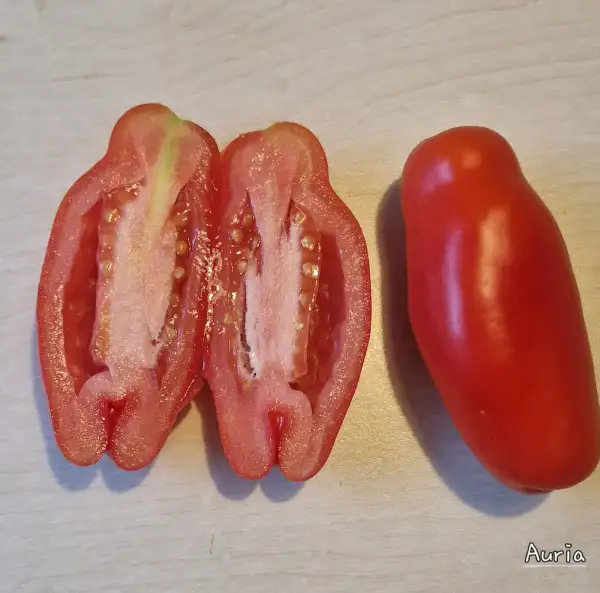 Tomaten: Auria