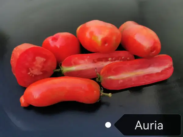 Tomaten: Auria
