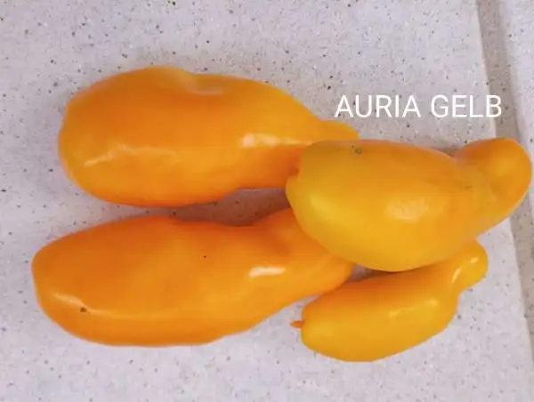 Tomaten: Auria gelb