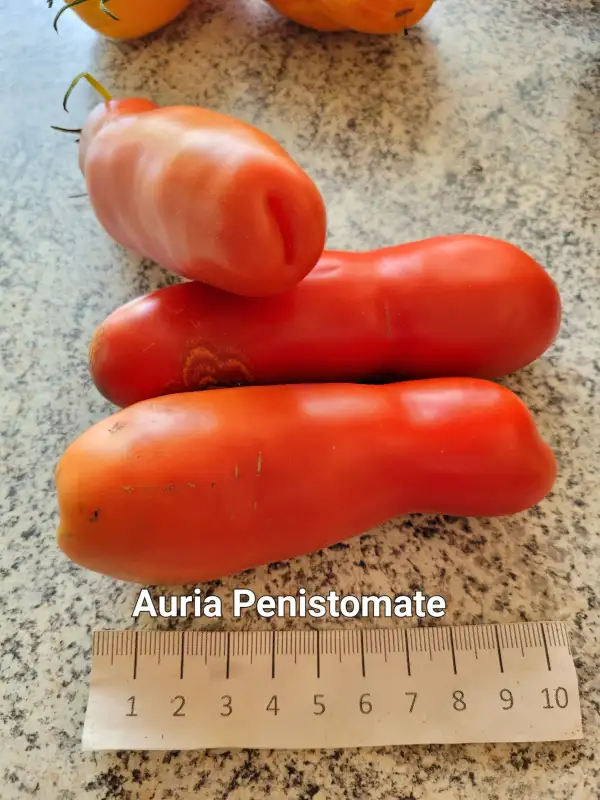 Tomaten: Auria Penistomate