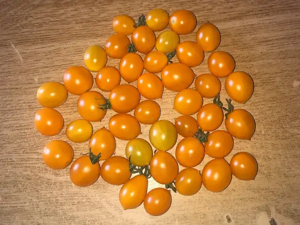 Tomaten: Auriantacum