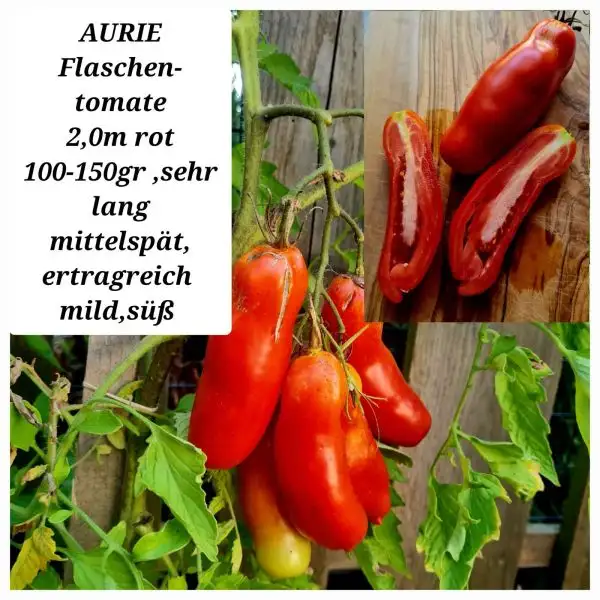 Tomaten: AURIE