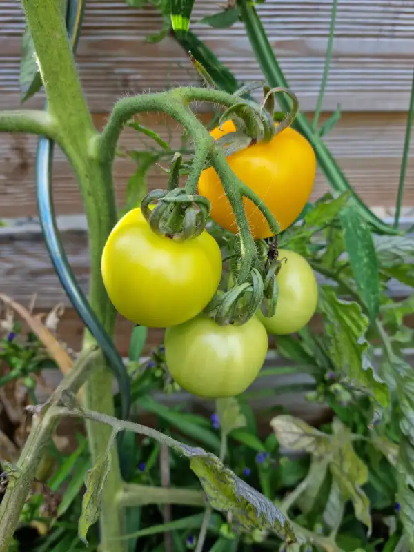 Tomaten: Auriga