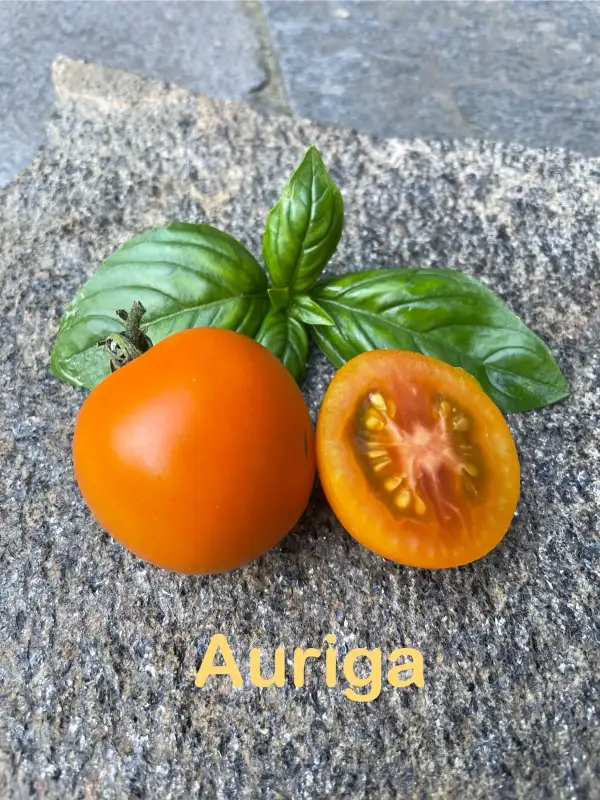 Tomaten: Auriga