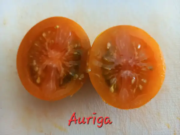 Tomaten: Auriga