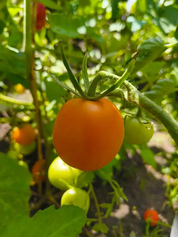 Tomaten: Auriga