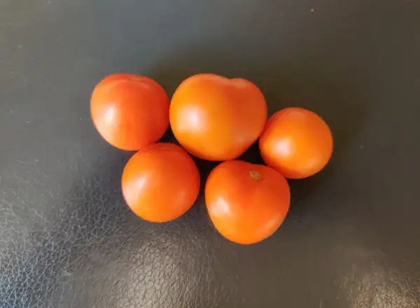 Tomaten: Auriga