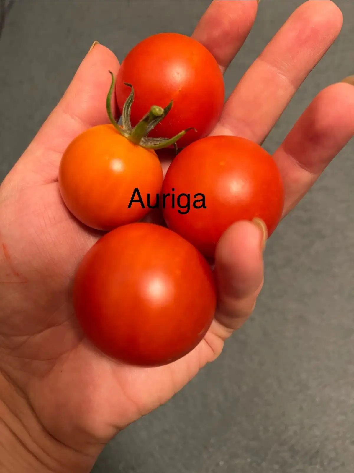 Tomaten: Auriga