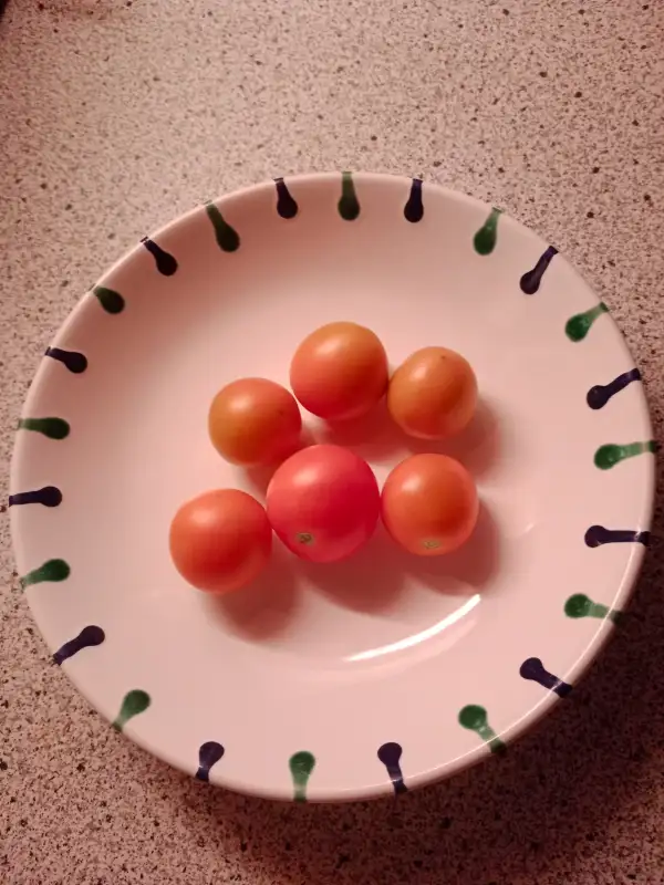 Tomaten: Auriga