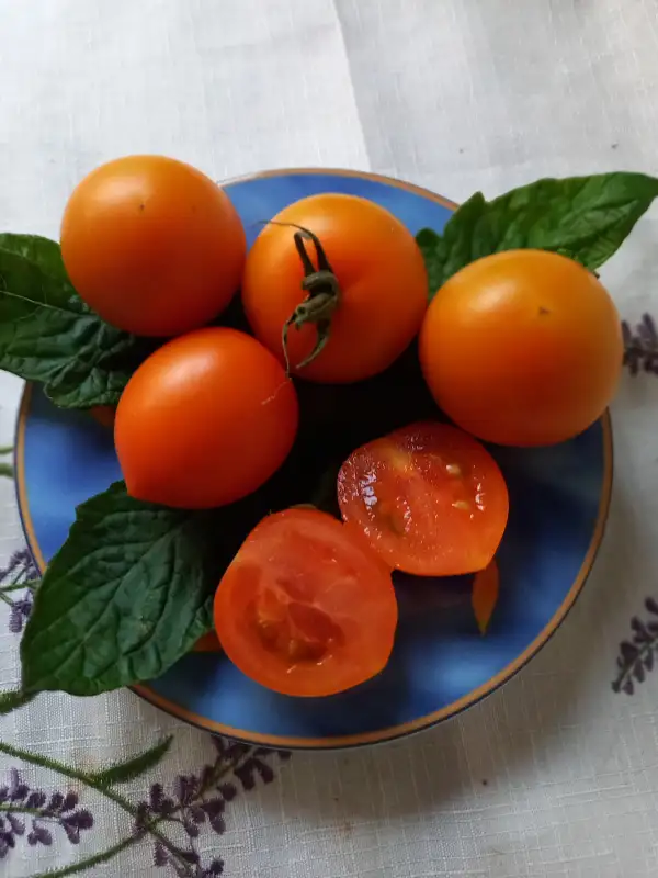 Tomaten: Auriga