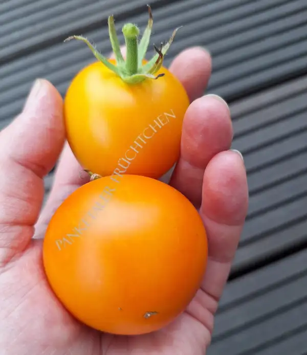 Tomaten: Auriga